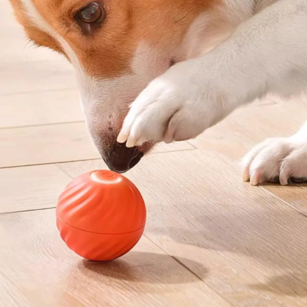 PawMotion Ball