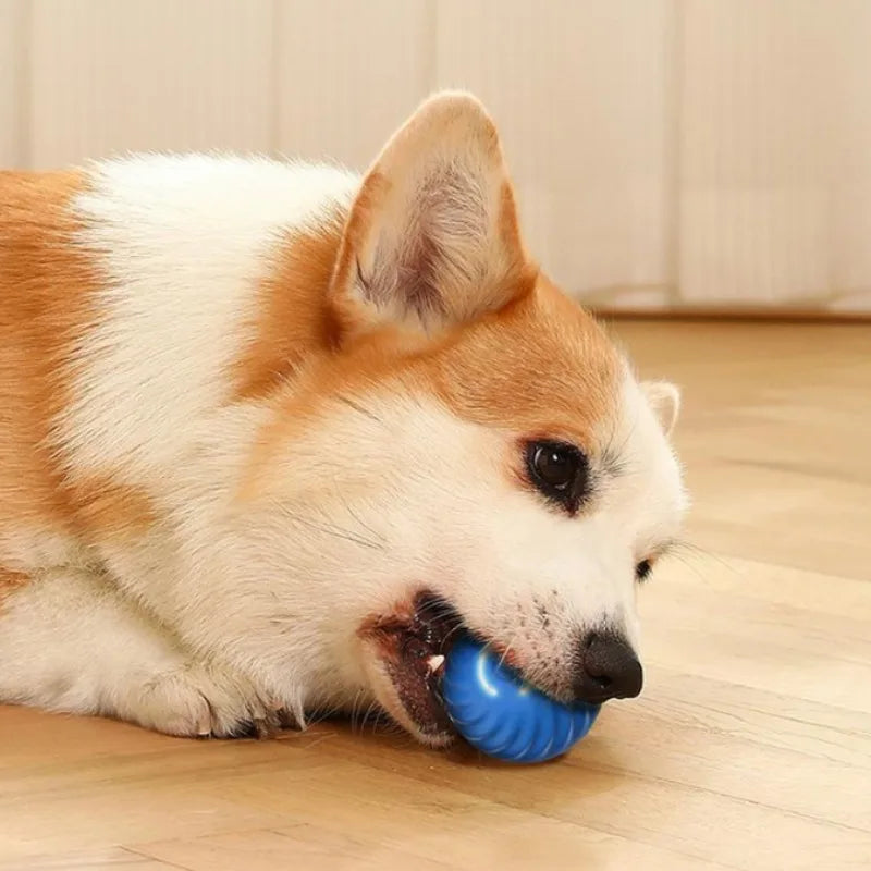 PawMotion Ball