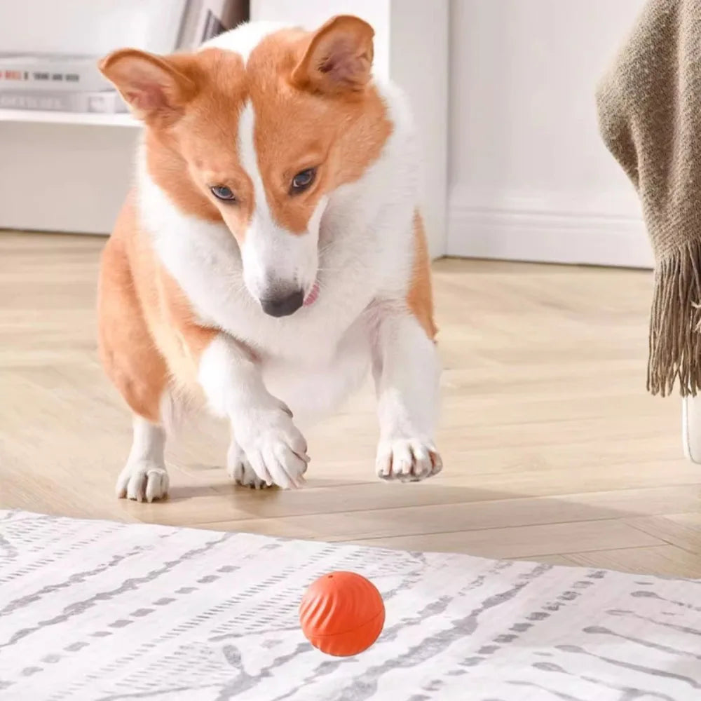 PawMotion Ball